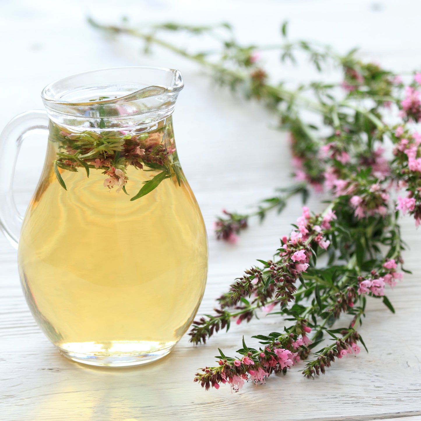 Herb - Hyssop Pink (8cm)