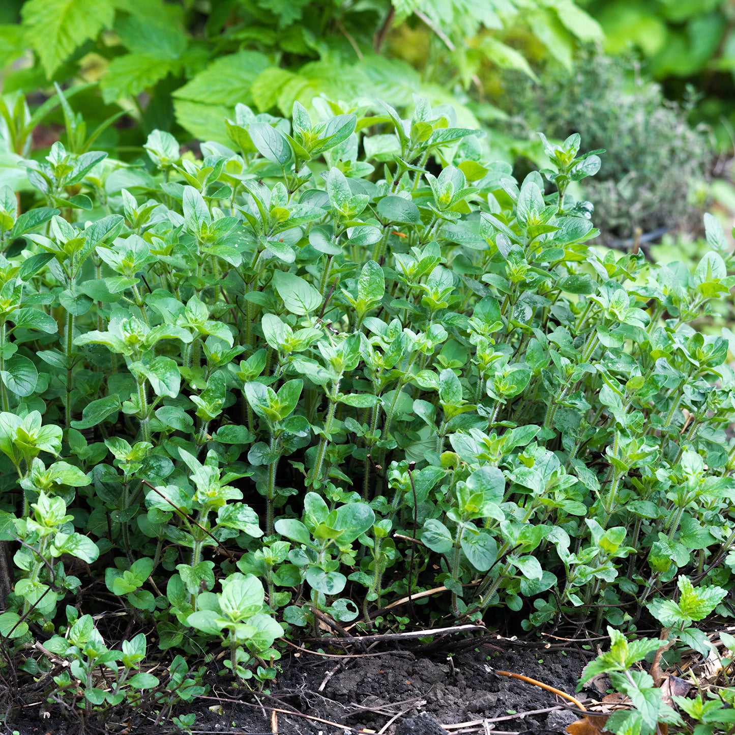 Herb - Marjoram Compact (8cm)