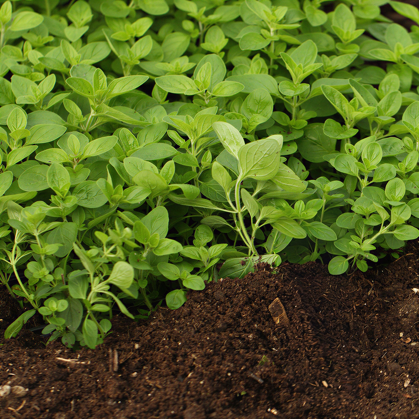Herb - Marjoram Pot (8cm)