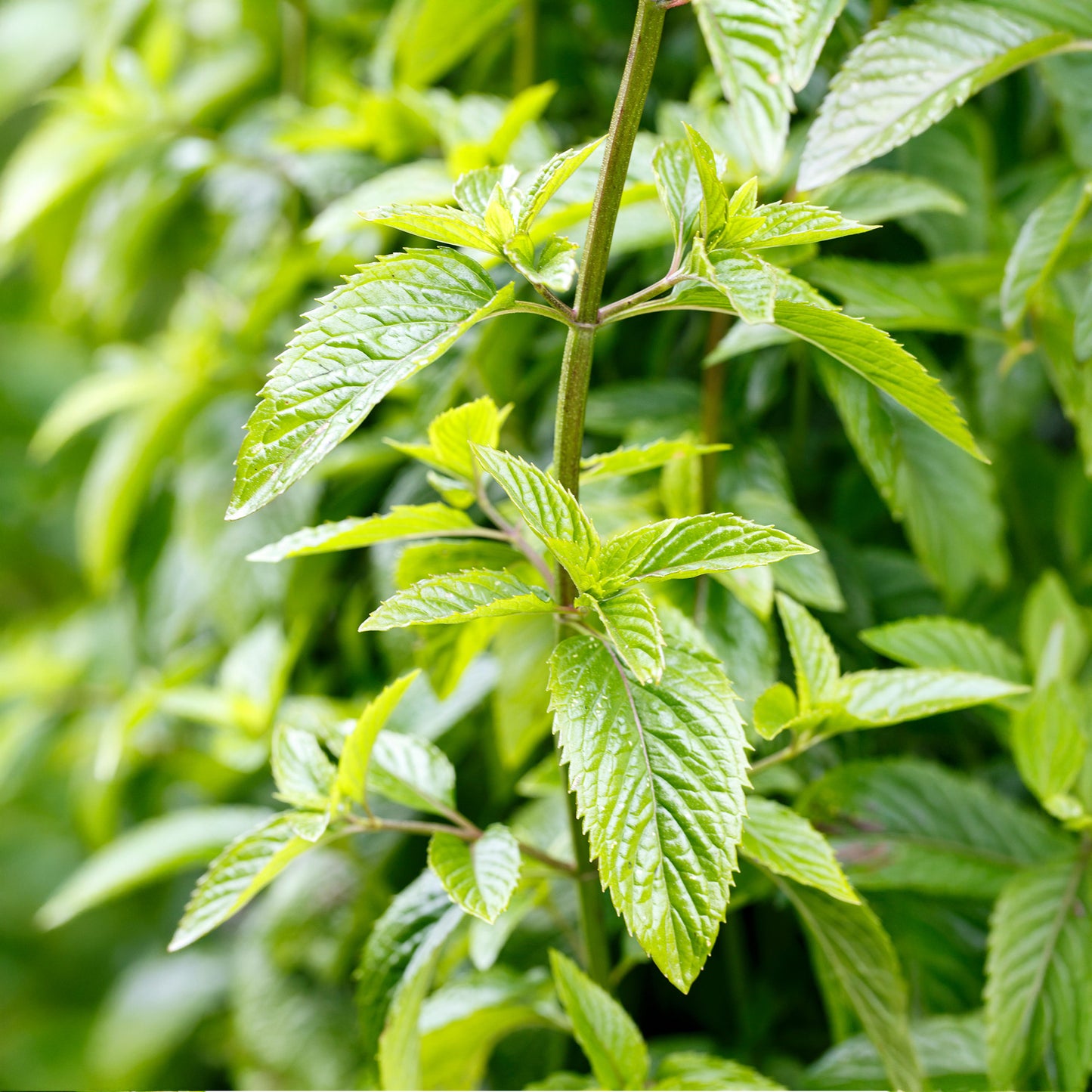 Herb - Mint Basil (8cm)
