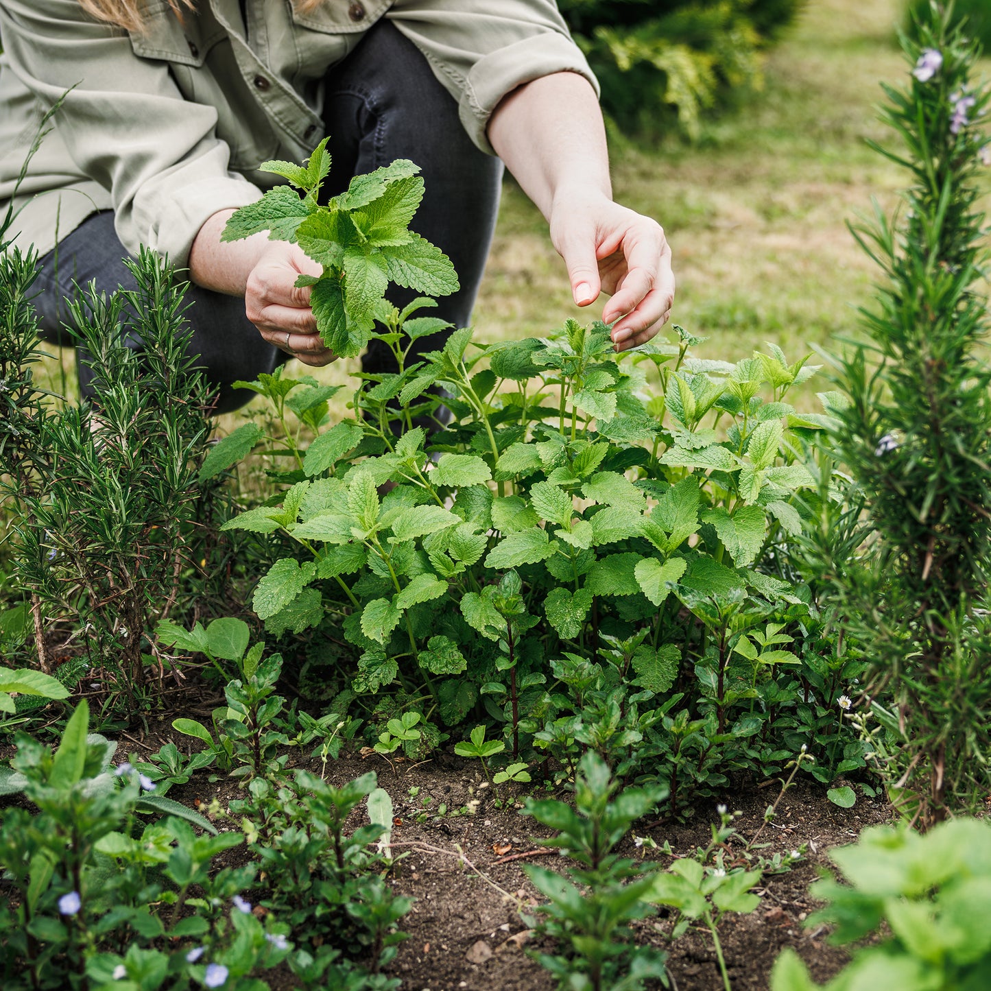 Herb - Mint Garden (8cm)