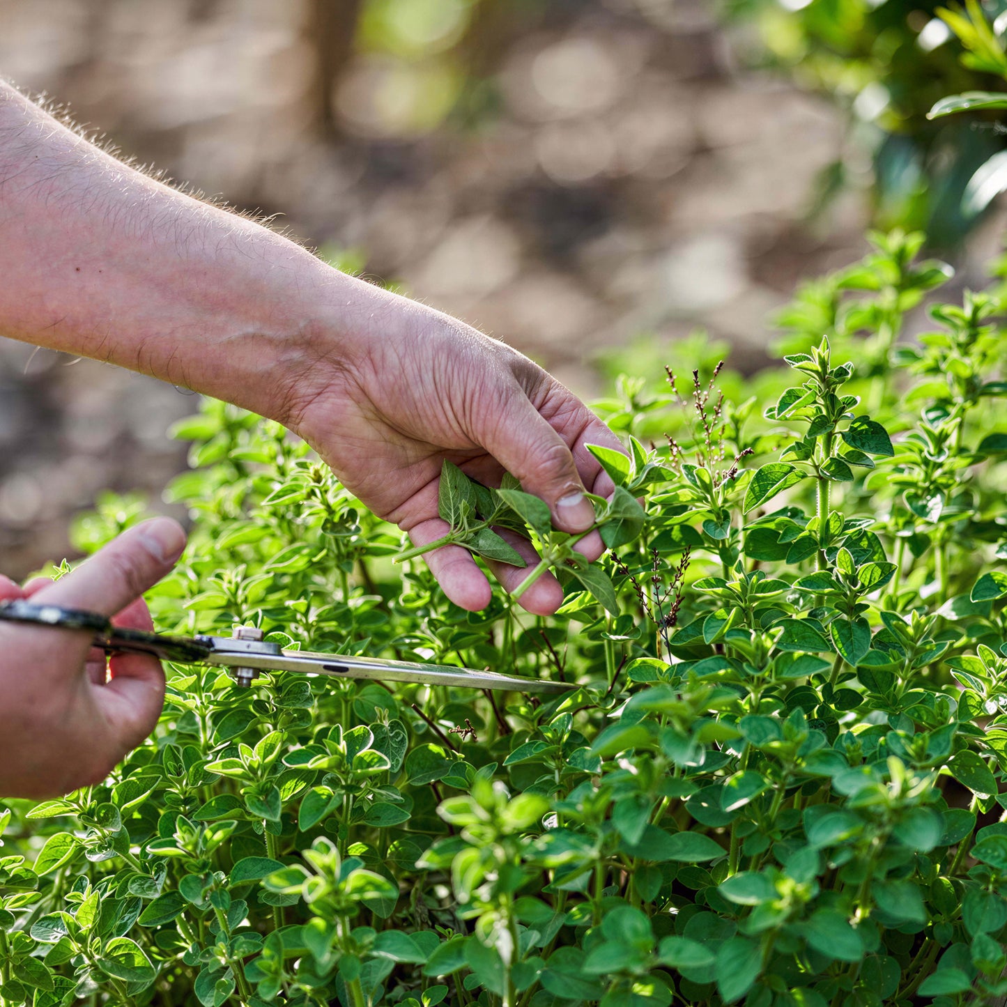 Herb - Oregano Itallian (8cm)