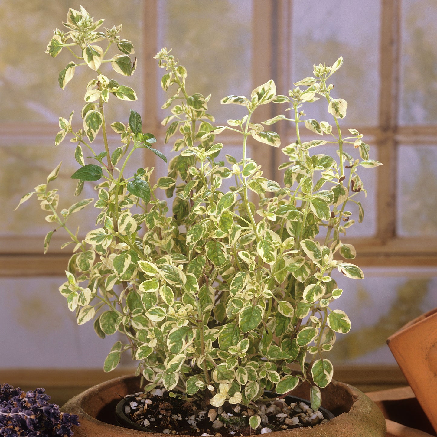 Herb - Oregano Variegated (8cm)