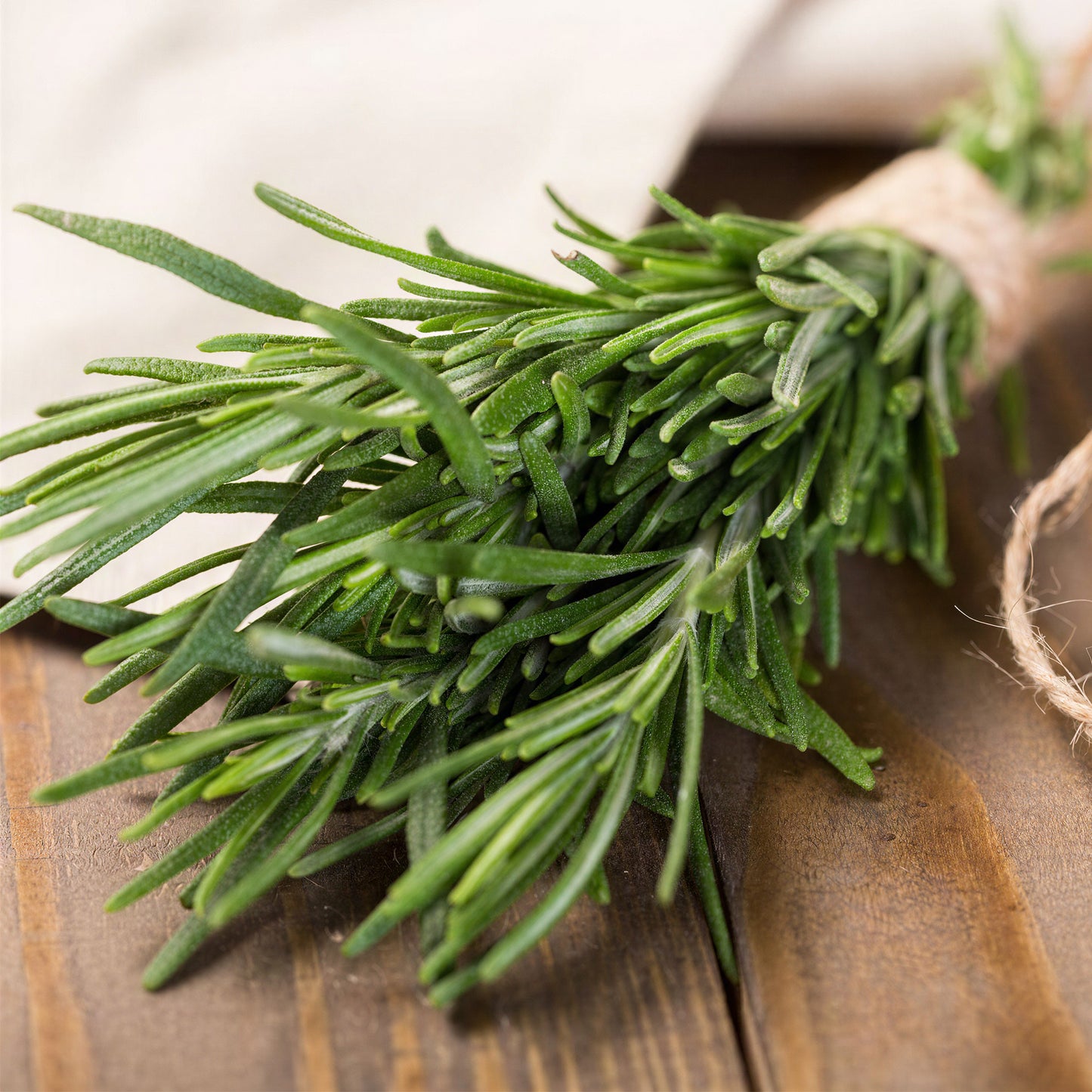 Herb - Rosemary Barbeque (8cm)