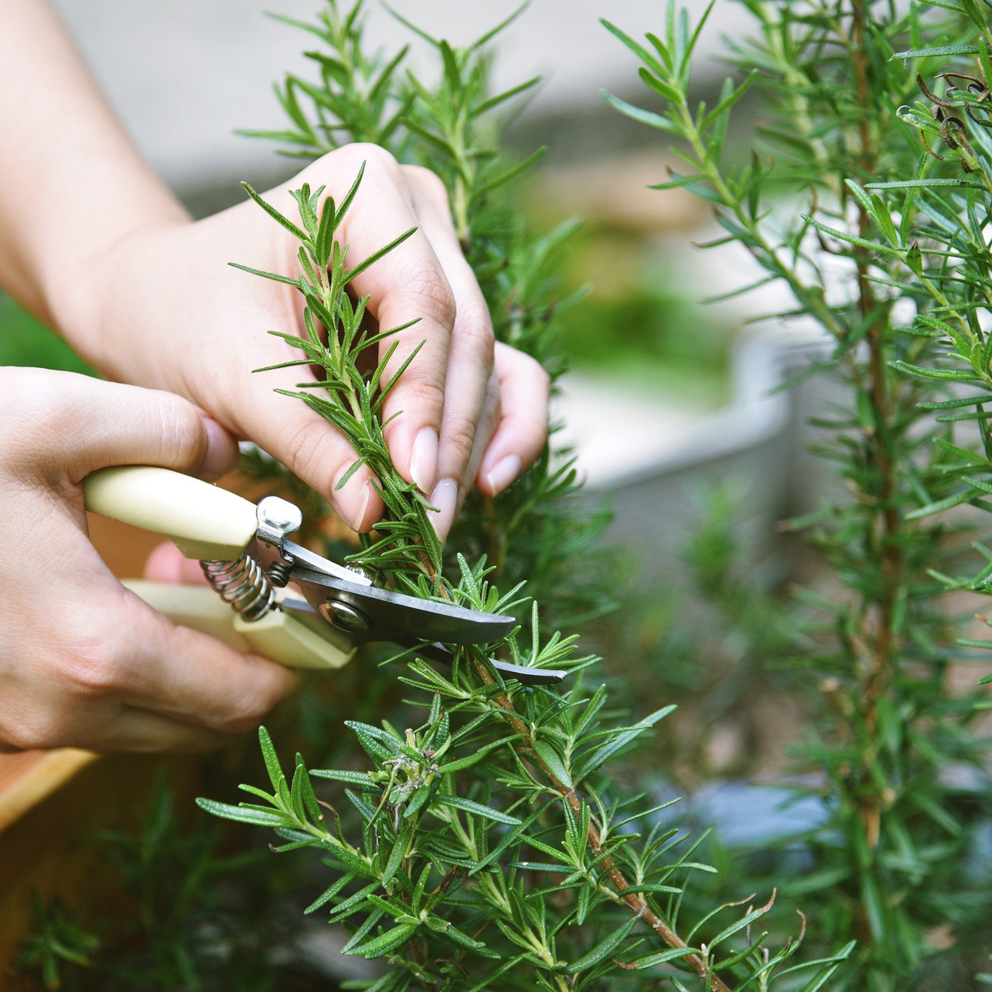 Herb - Rosemary Common (8cm)