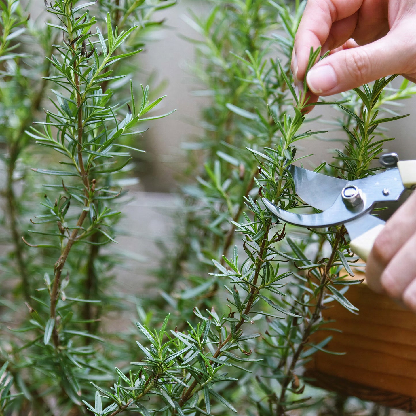 Herb - Rosemary Sudbury Blue (8cm)