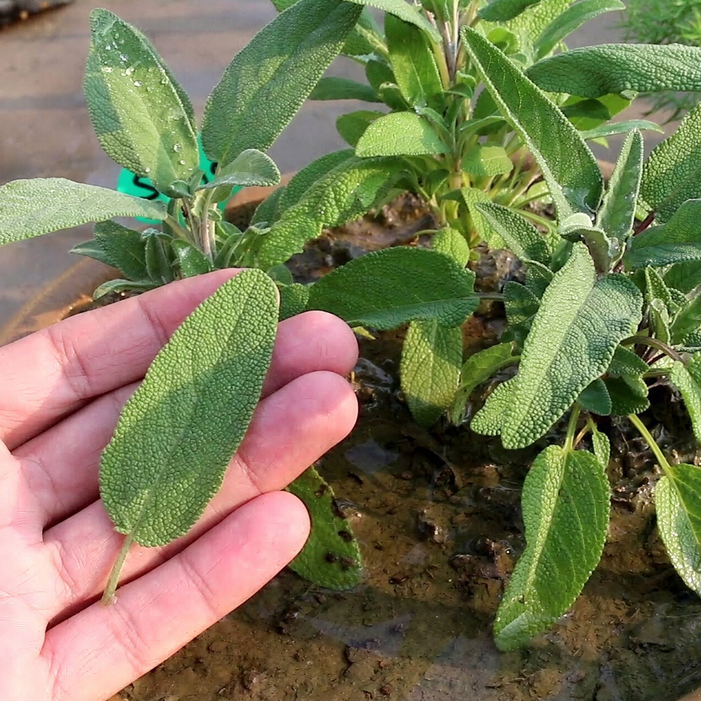 Herb - Sage Common (8cm)