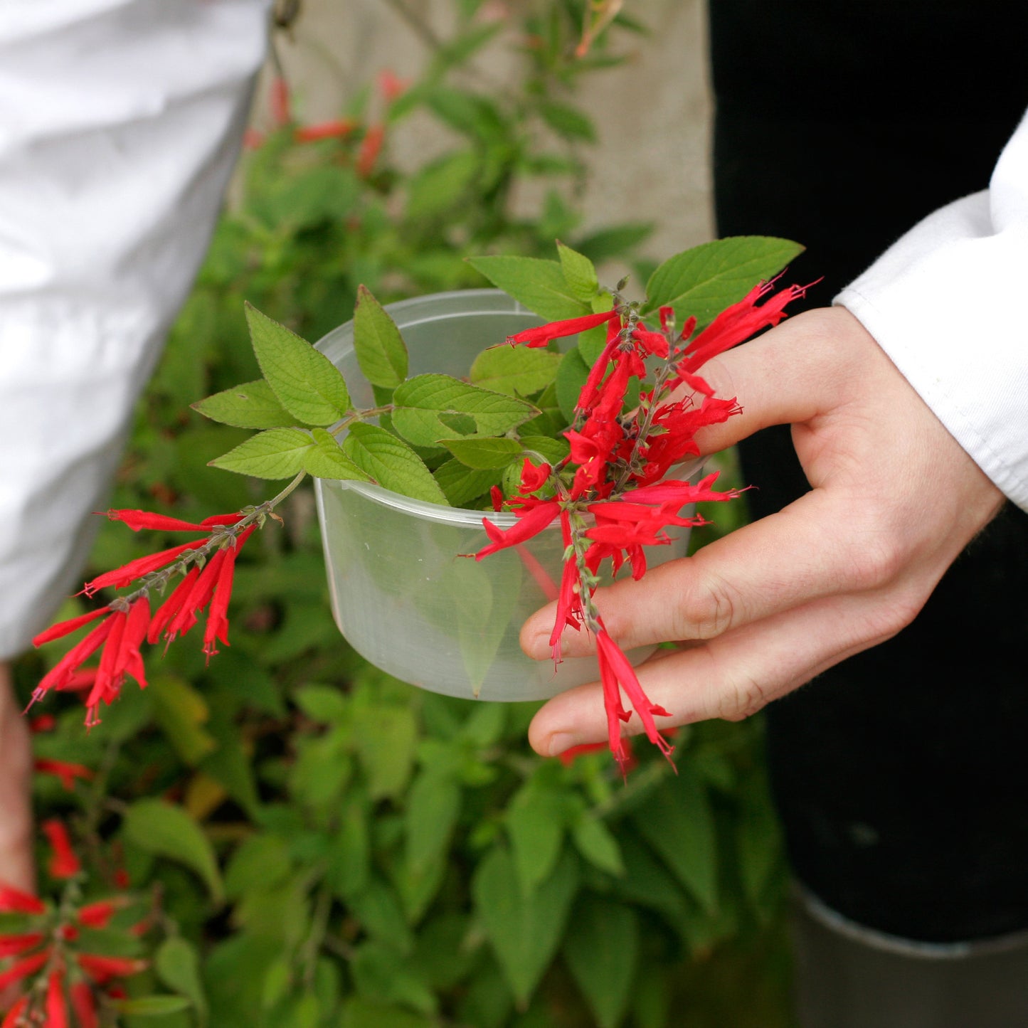 Herb - Sage Pineapple (8cm)