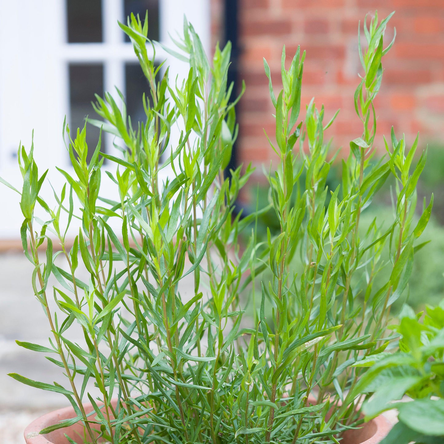 Herb - Tarragon French (8cm)