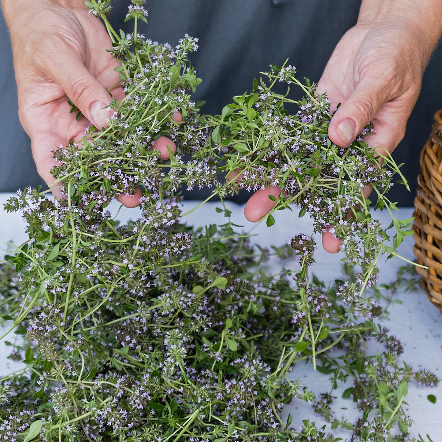 Herb - Thyme Creeping Lemon (8cm)