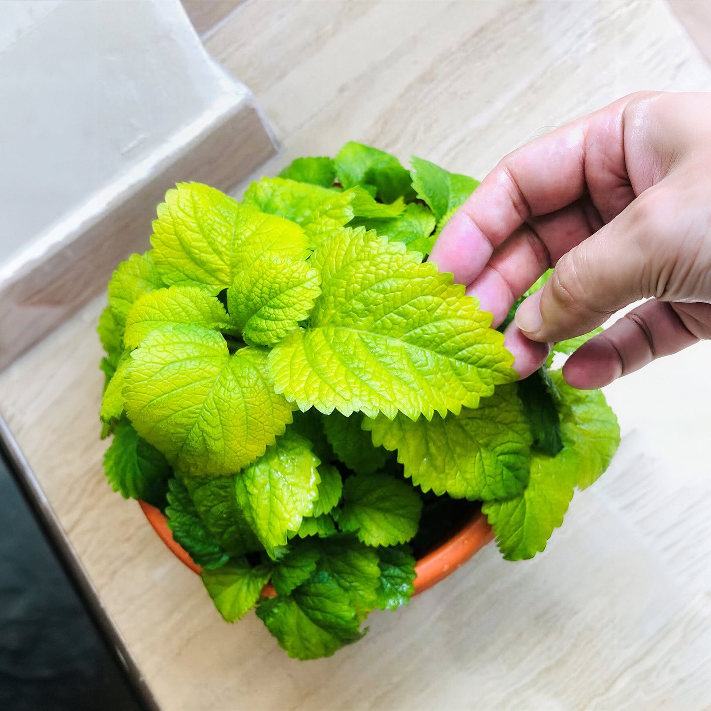 Herb - Lemon Balm All Gold (8cm)