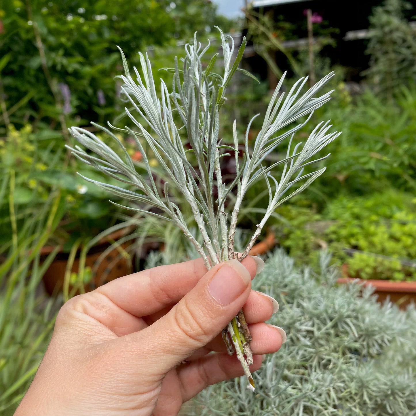 Herbs - Curry Plant, Helichrysum Italicum
