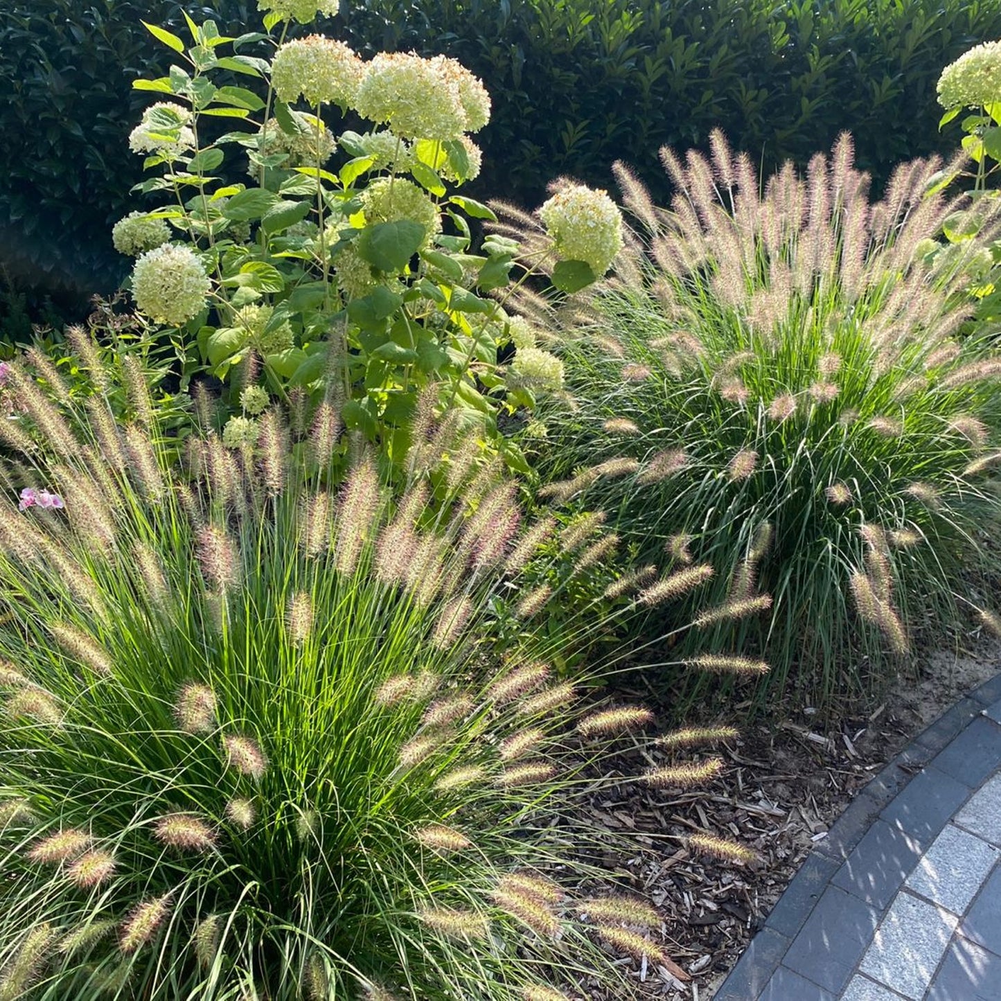 Pennisetum Hameln