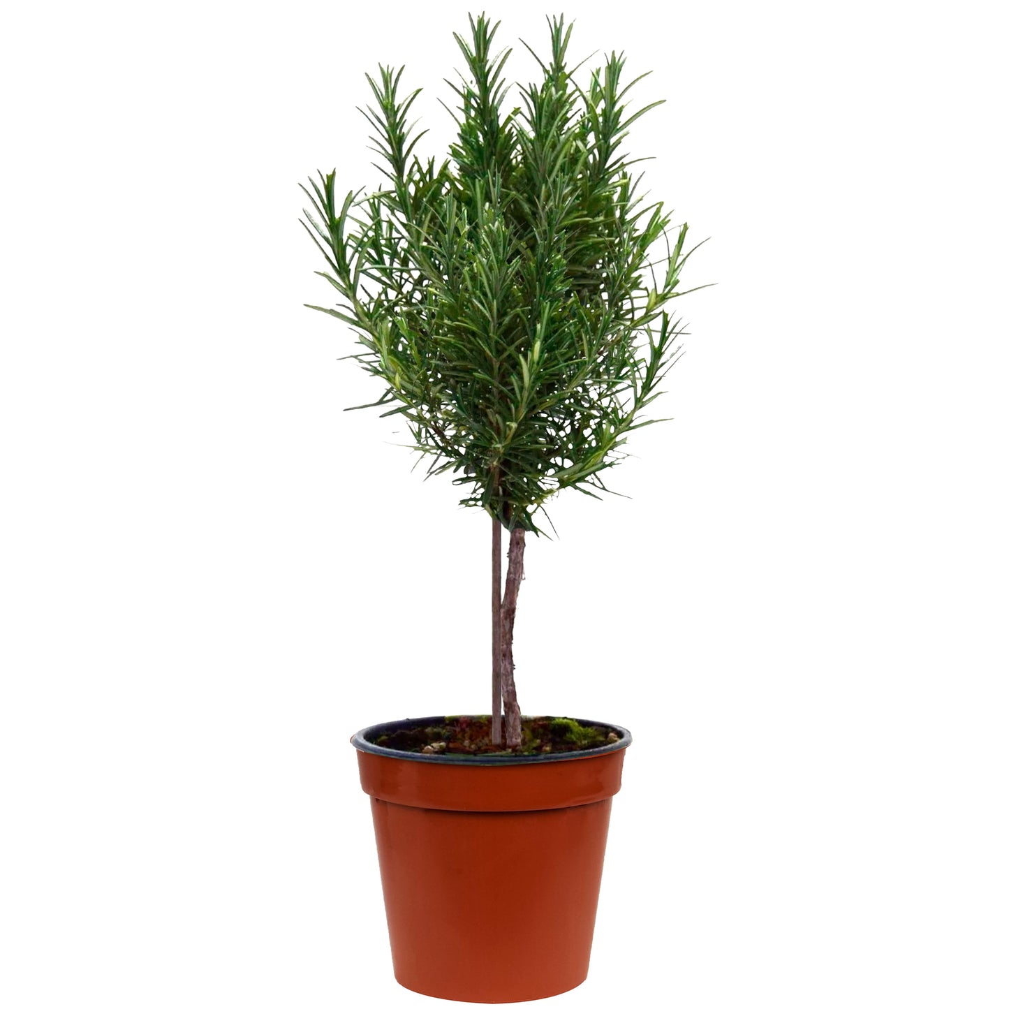 Herbs - Rosemary Prostratus (Standard)