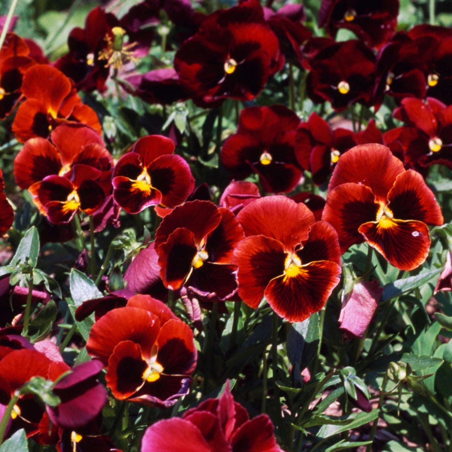 Bedding Plants - Red Blotch (6 Pack)