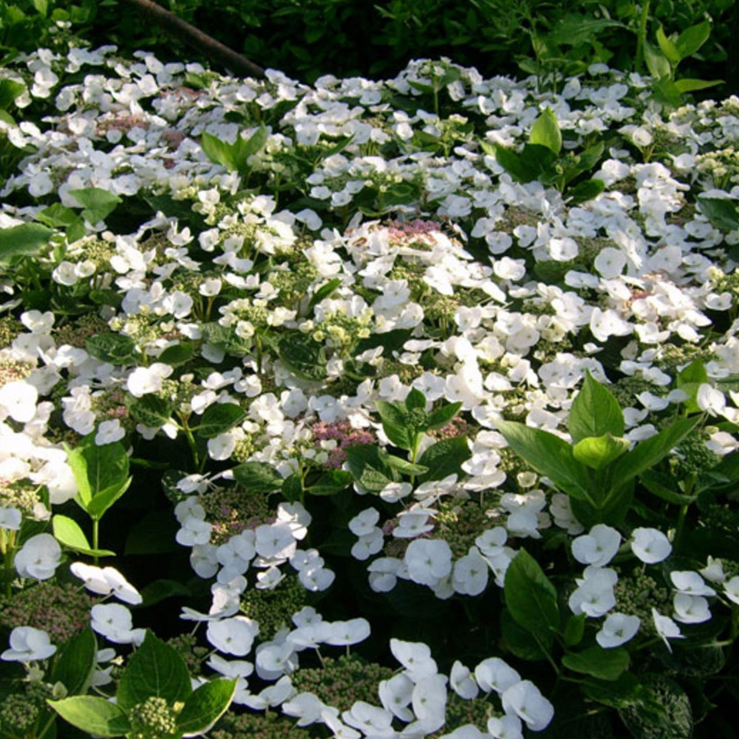 Hydrangea macrophylla Teller White (9cm)