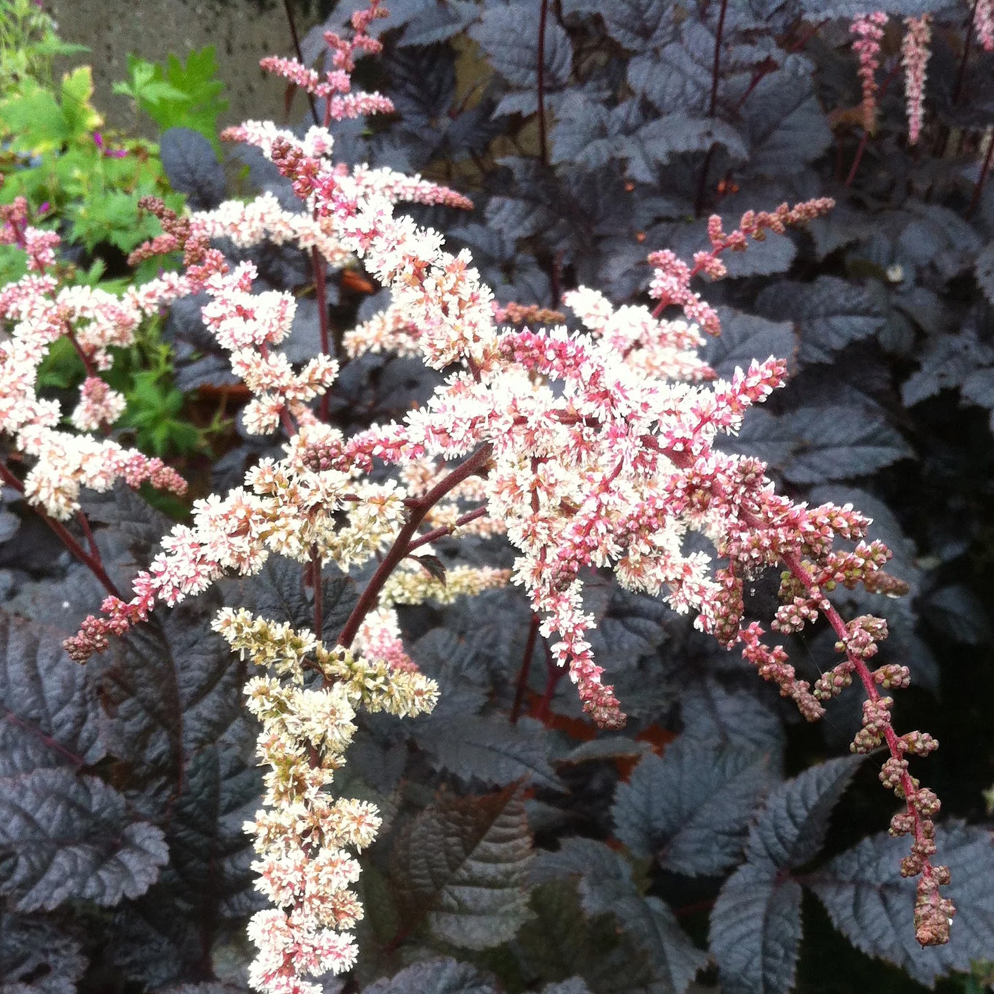 Astilbe Chocolate Shogun