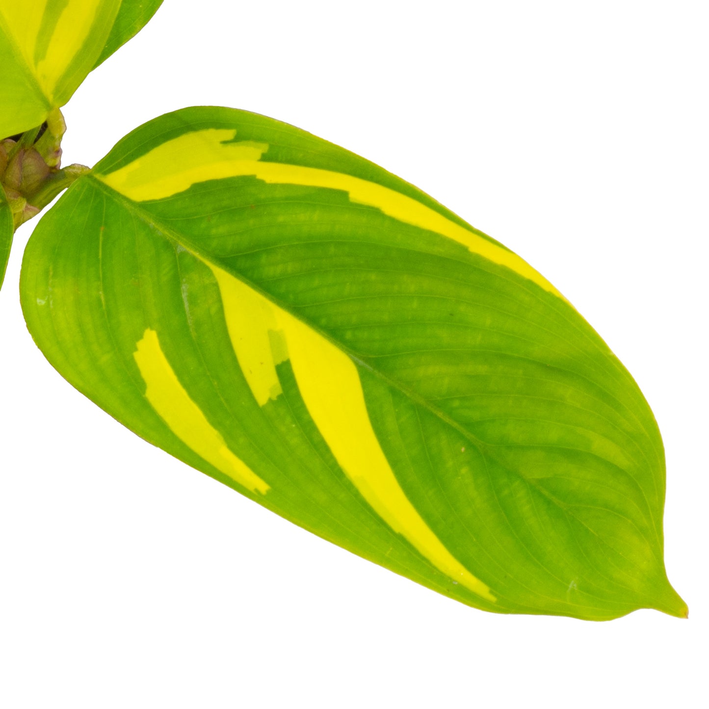 Baby Plants - Ctenanthe Golden Mosaic