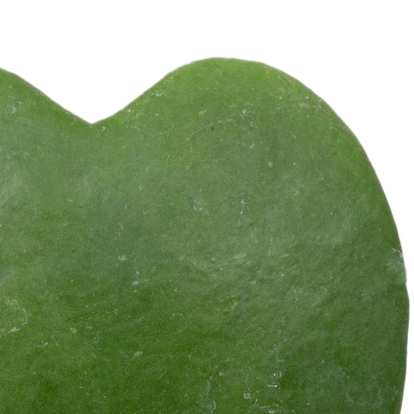 Baby Plants - Hoya Kerrii