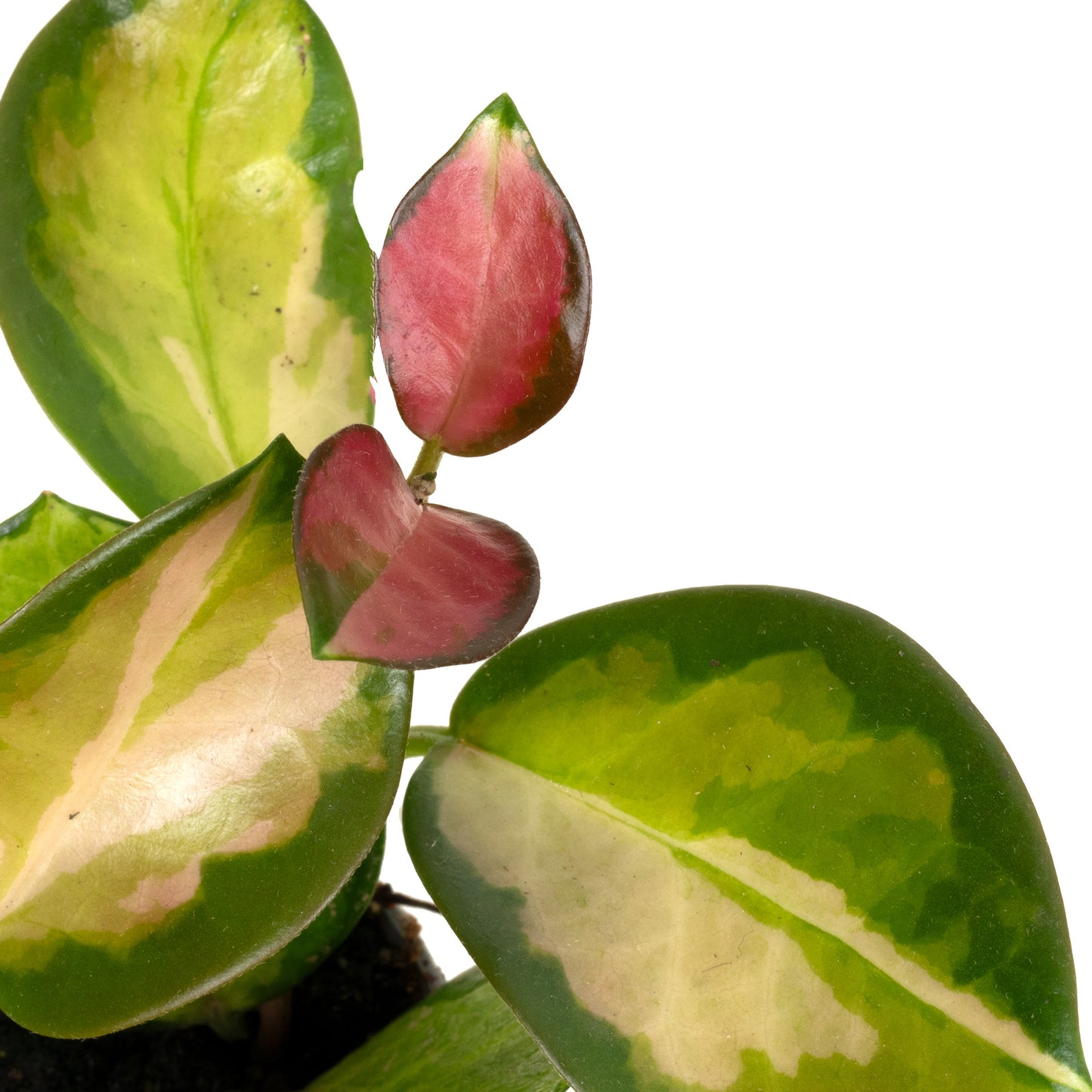 Baby Plants - Hoya Australis Tricolour