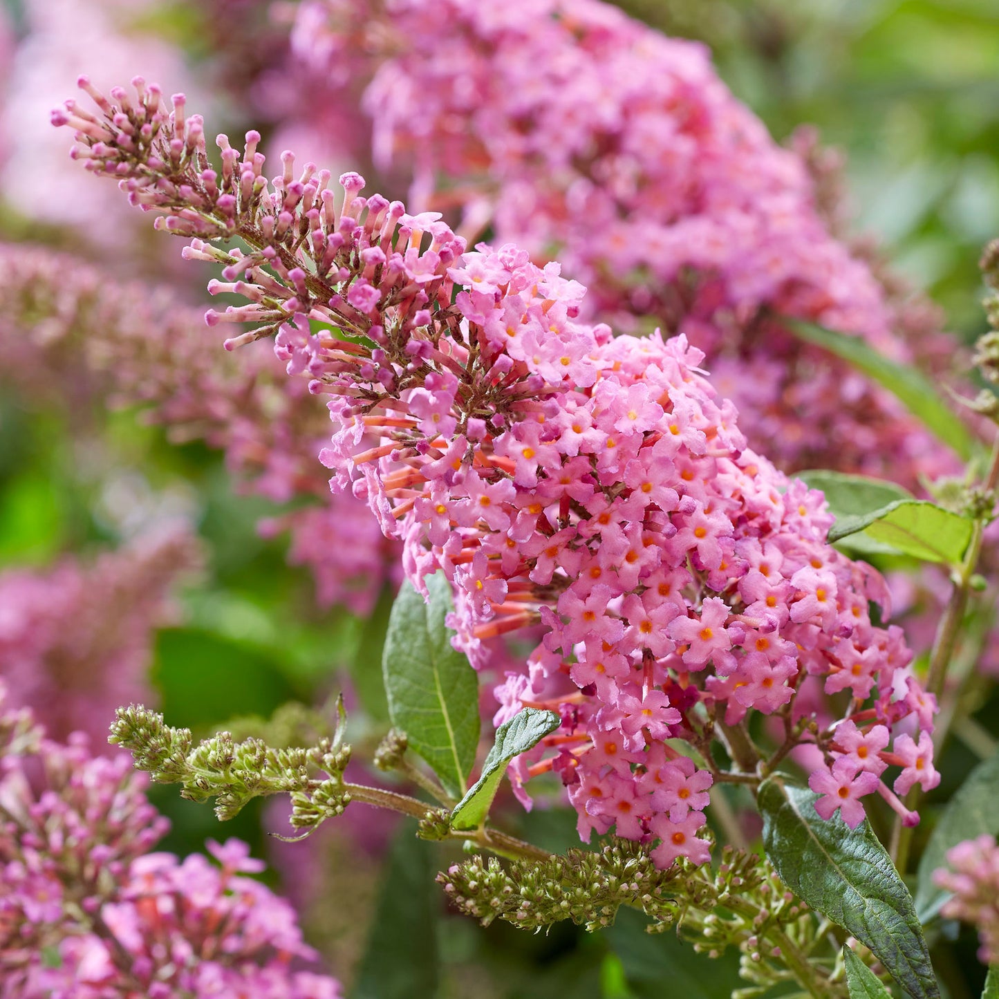 Buddleia Candy Little Pink