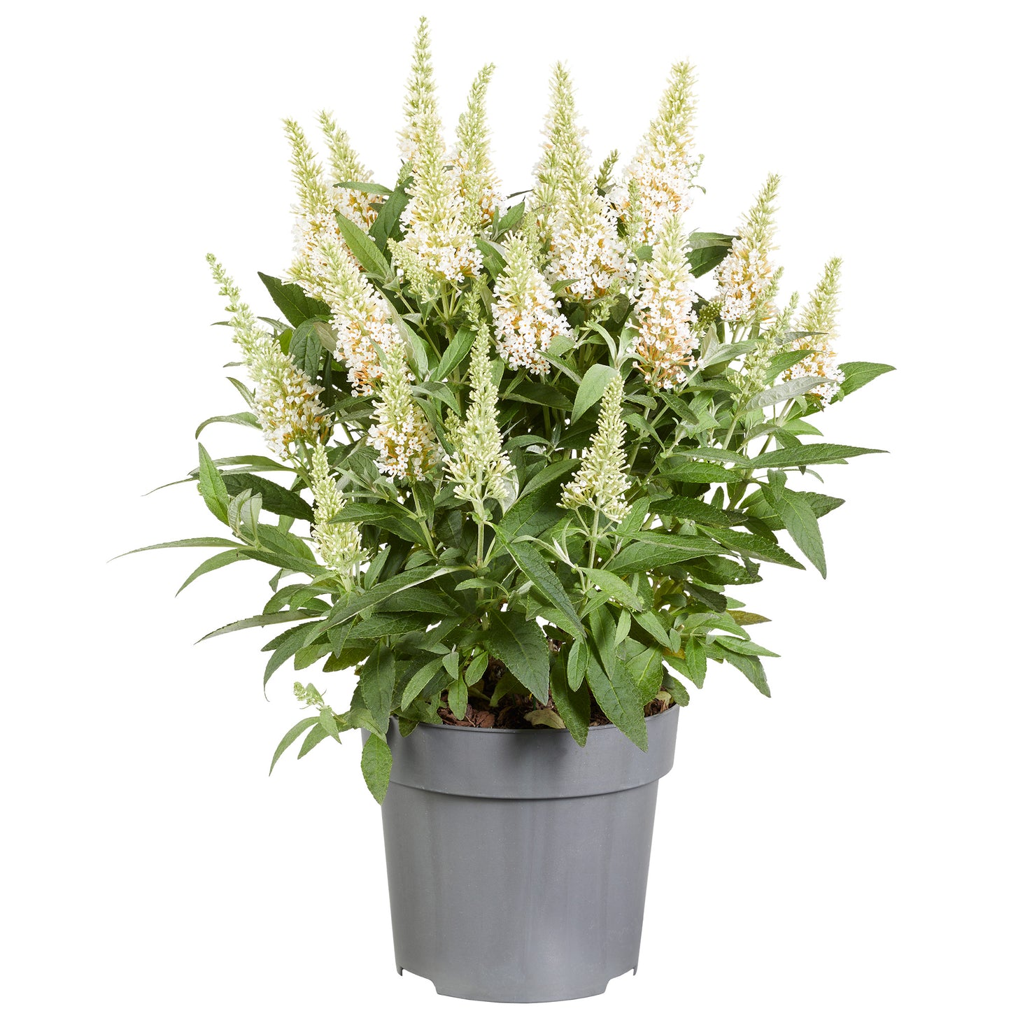 Buddleia Butterfly Candy Little White