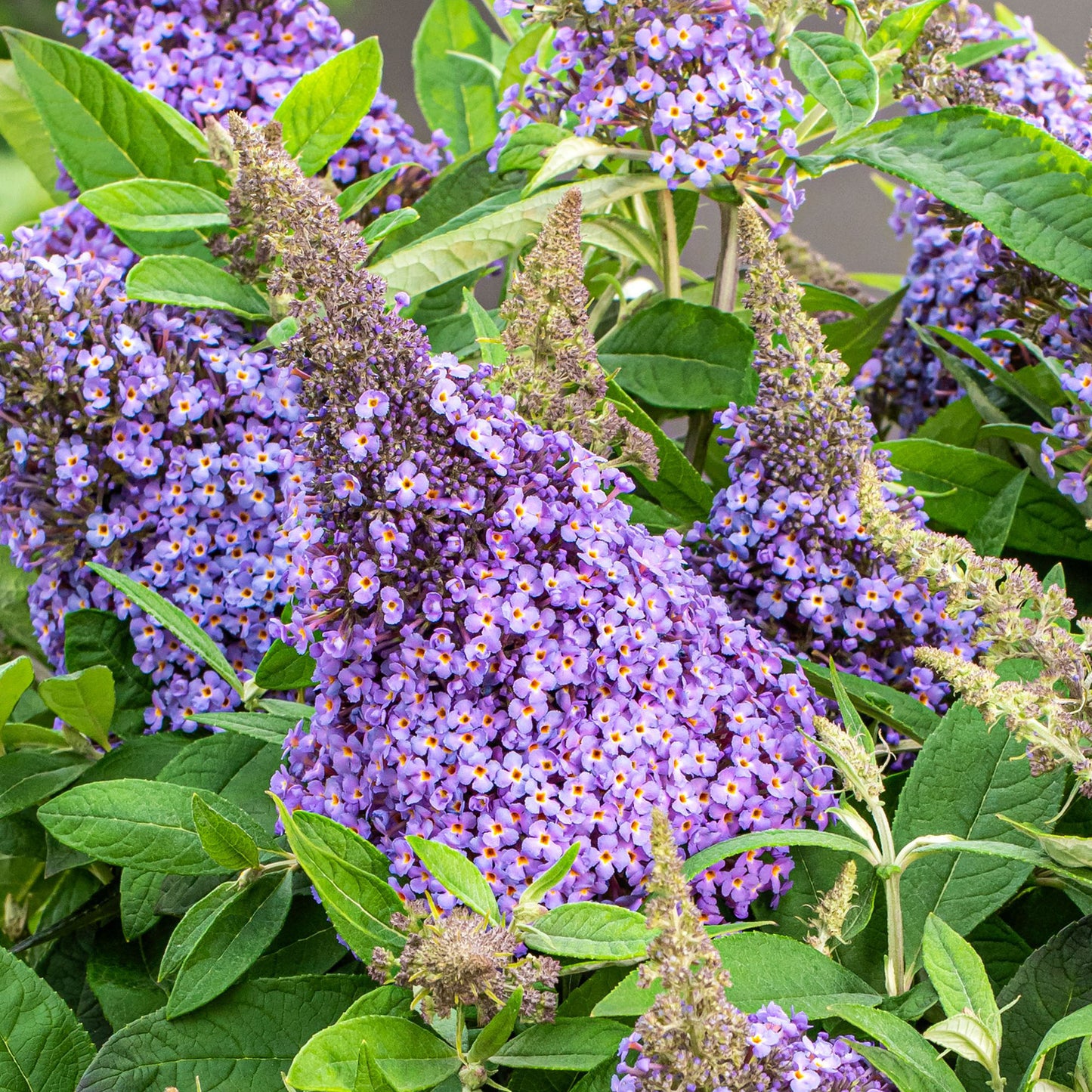 Buddleia Candy Lila Sweetheart