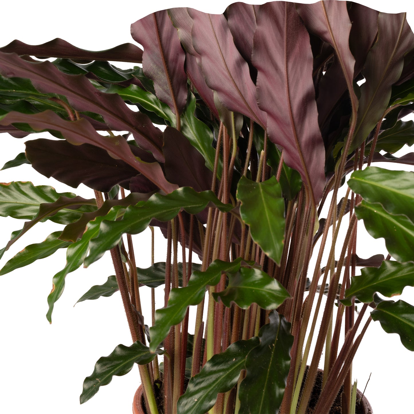 Calathea Elgergrass (Master)