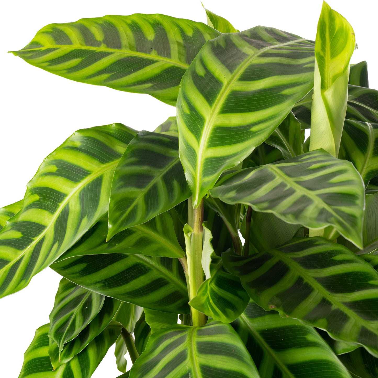 Calathea Zebrina (Master)