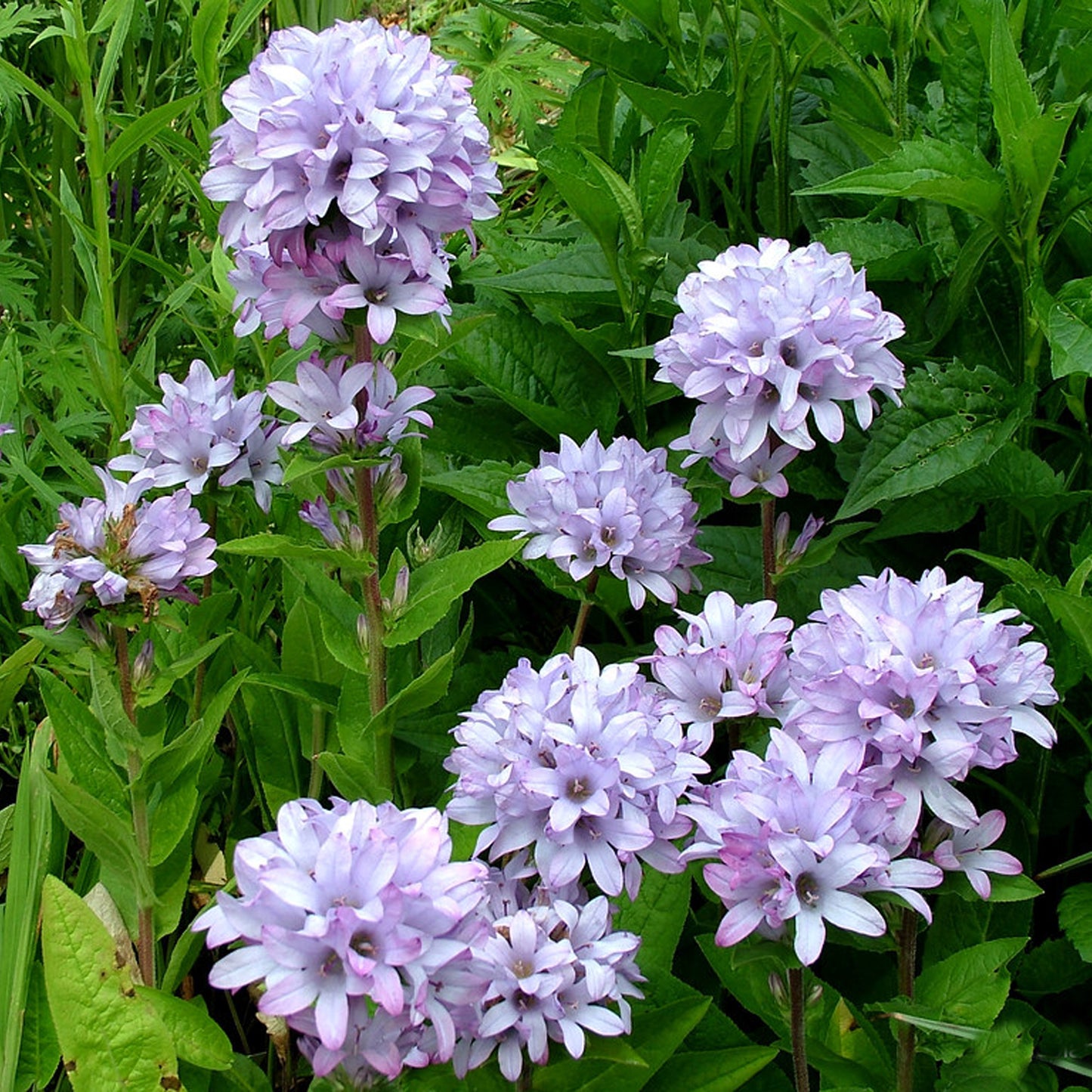 Campanula Caroline