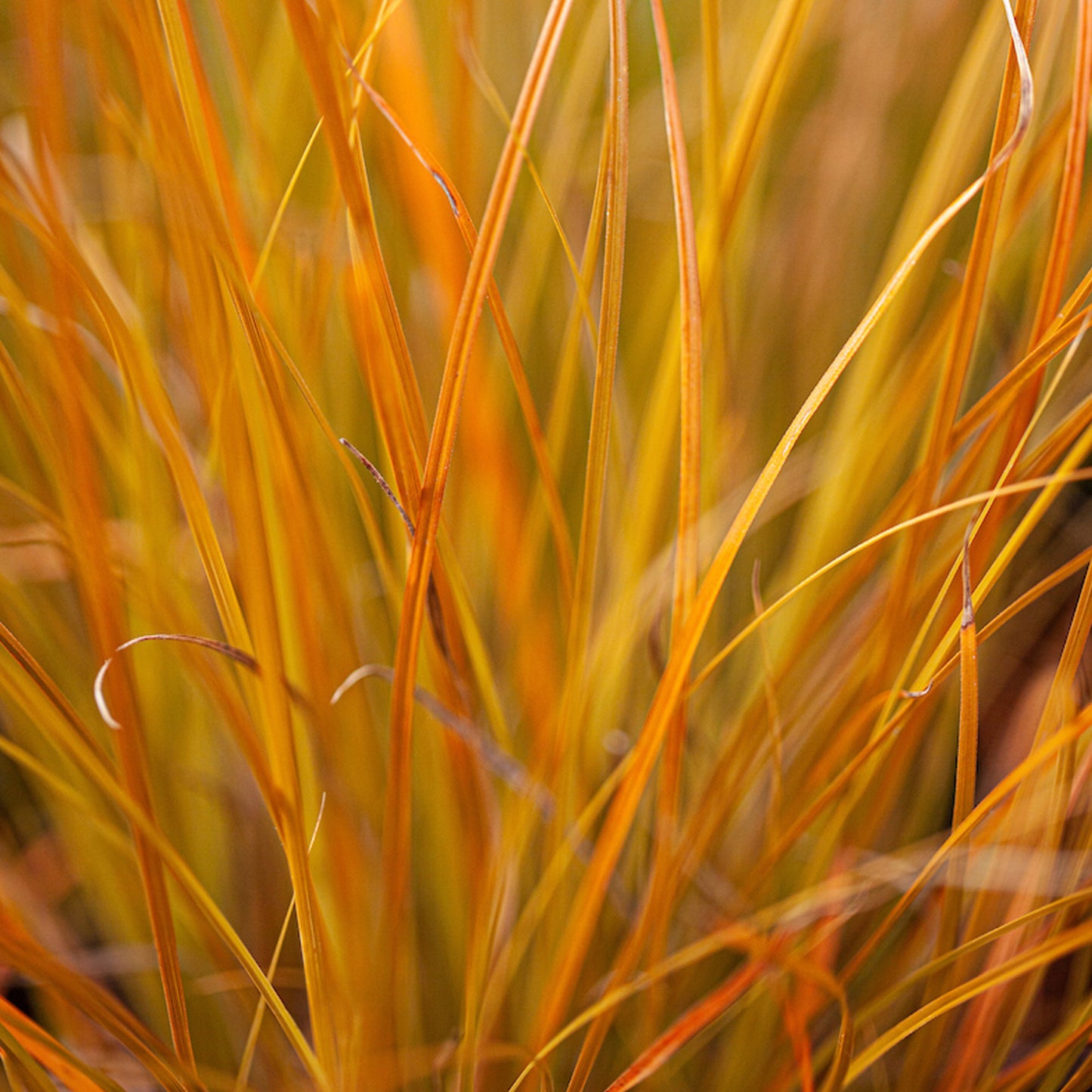 Carex testacea