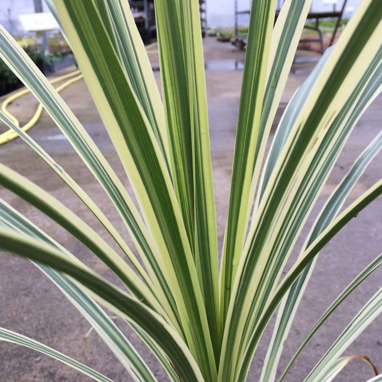 Cordyline Lime Passion