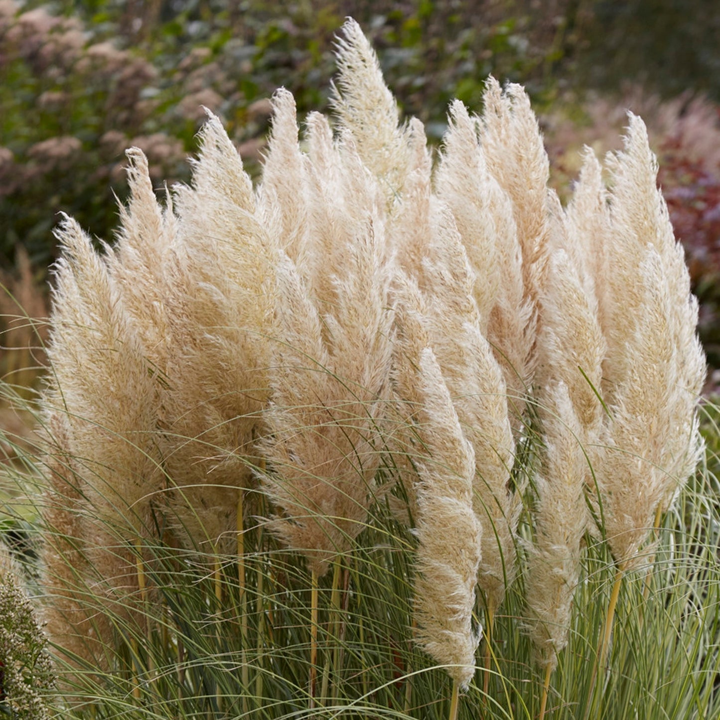 Cortaderia Green Goblin