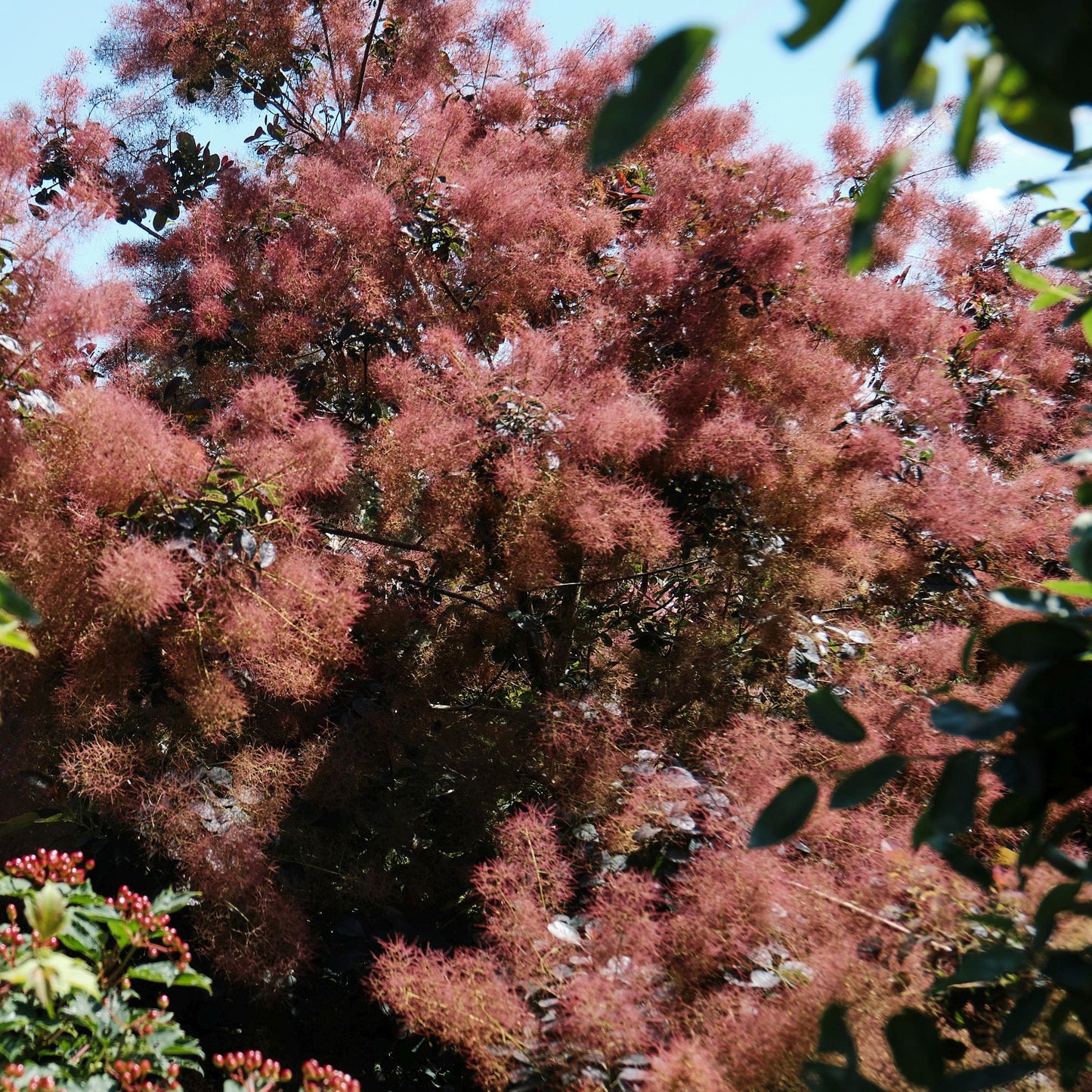 Cotinus Magical Red Fountain