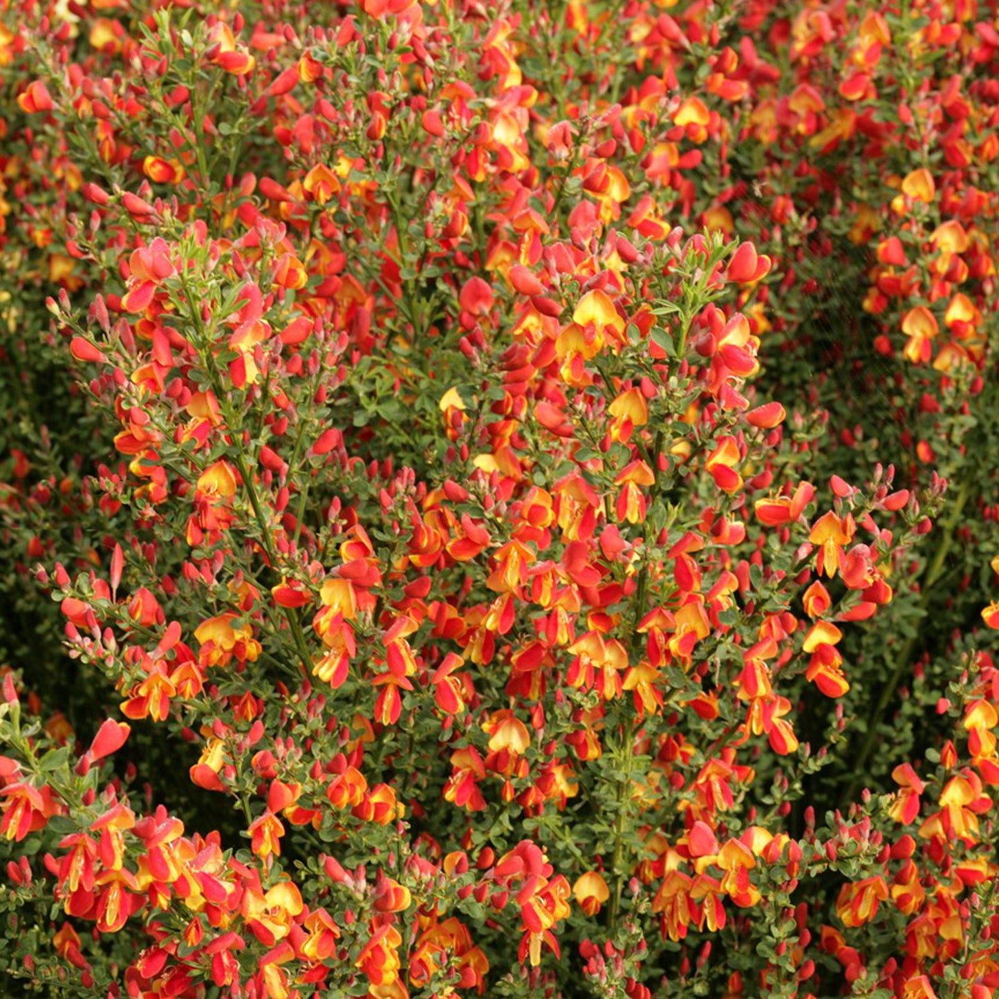 Cytisus Fulgens