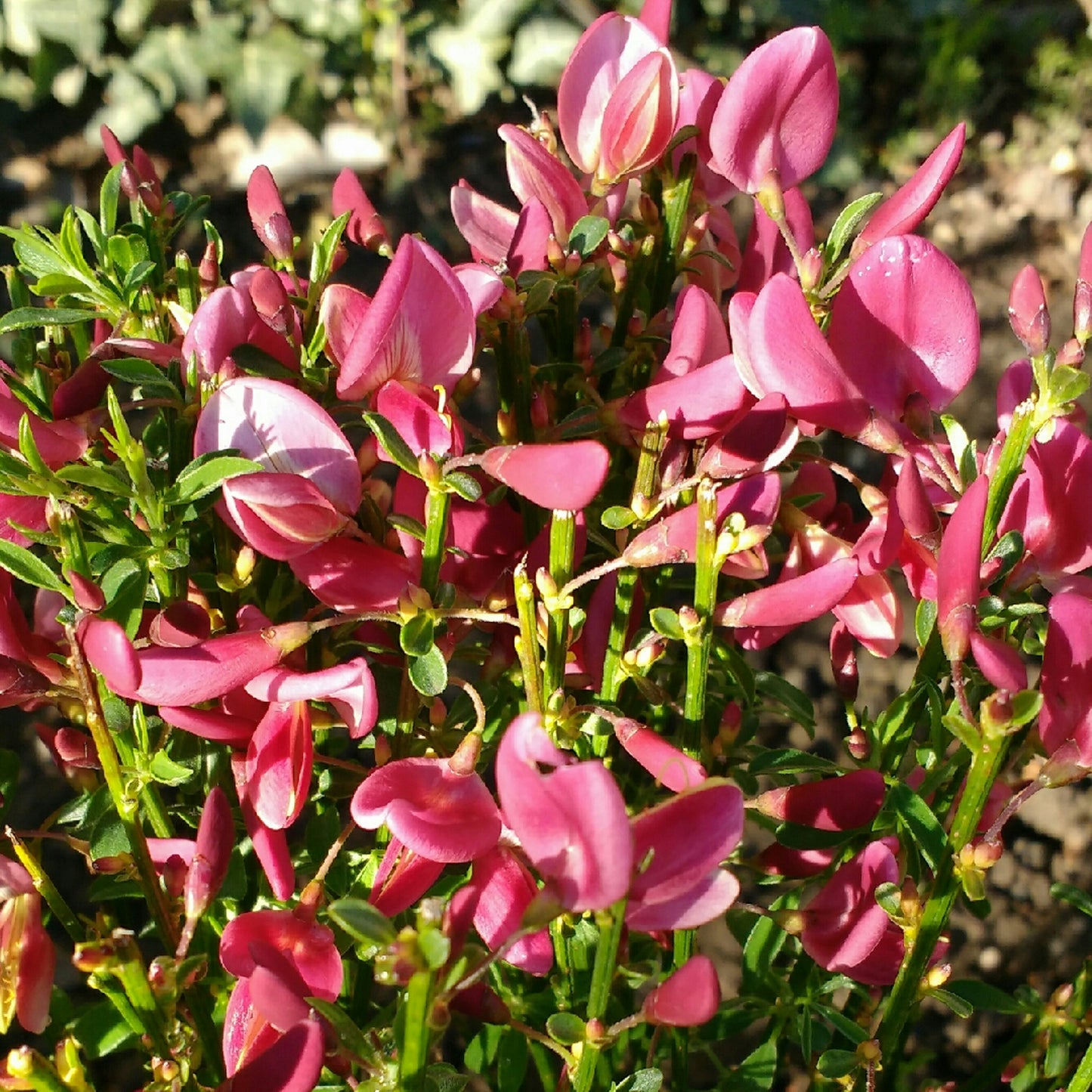 Cytisus Hollandia