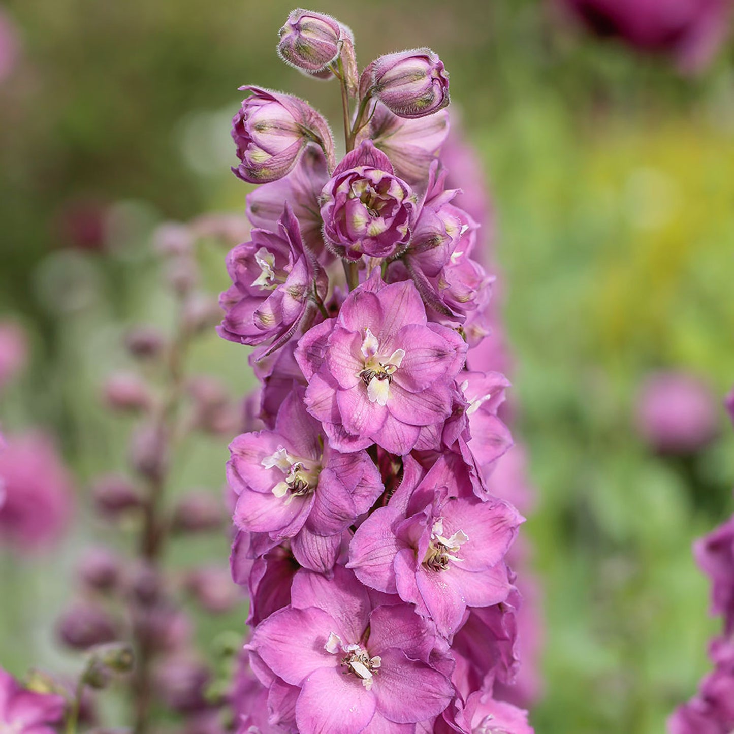 Delphinium Delgenius Chantay