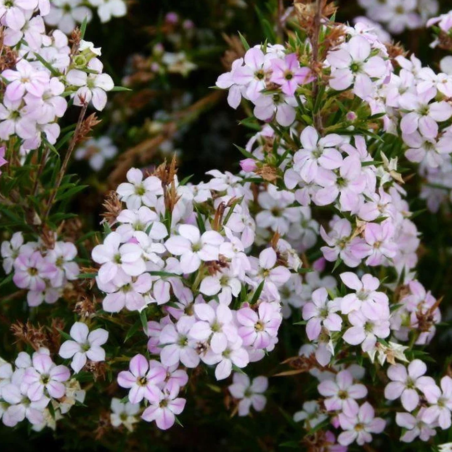 Diosma Pink Fountain