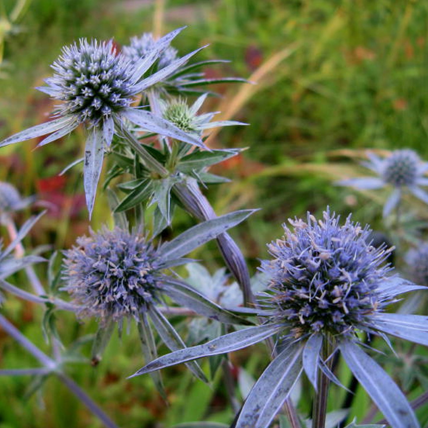 Eryngium Grumpy