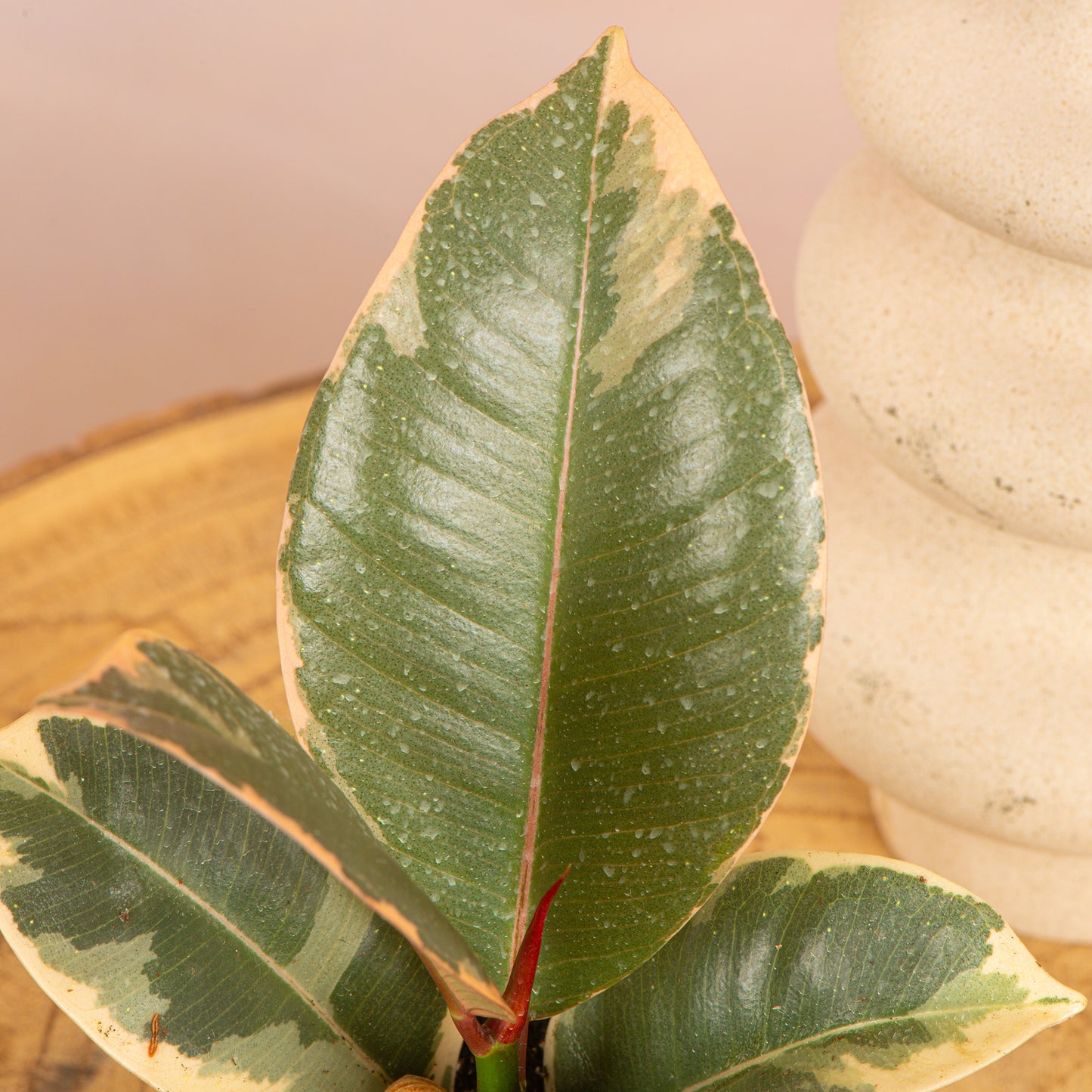Baby Plants - Ficus Tineke