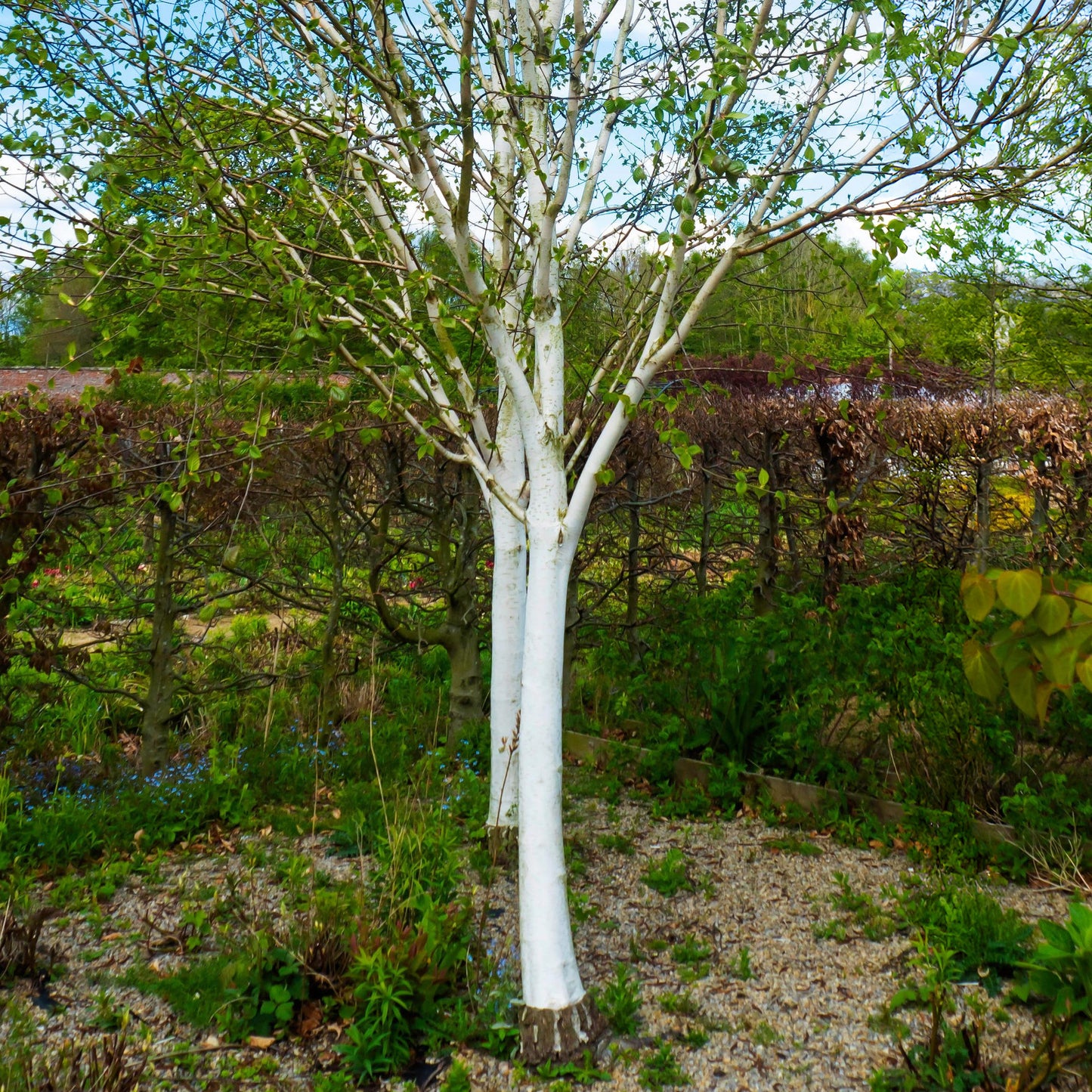 Betula Snow Queen Tree (12L, 5-6ft)