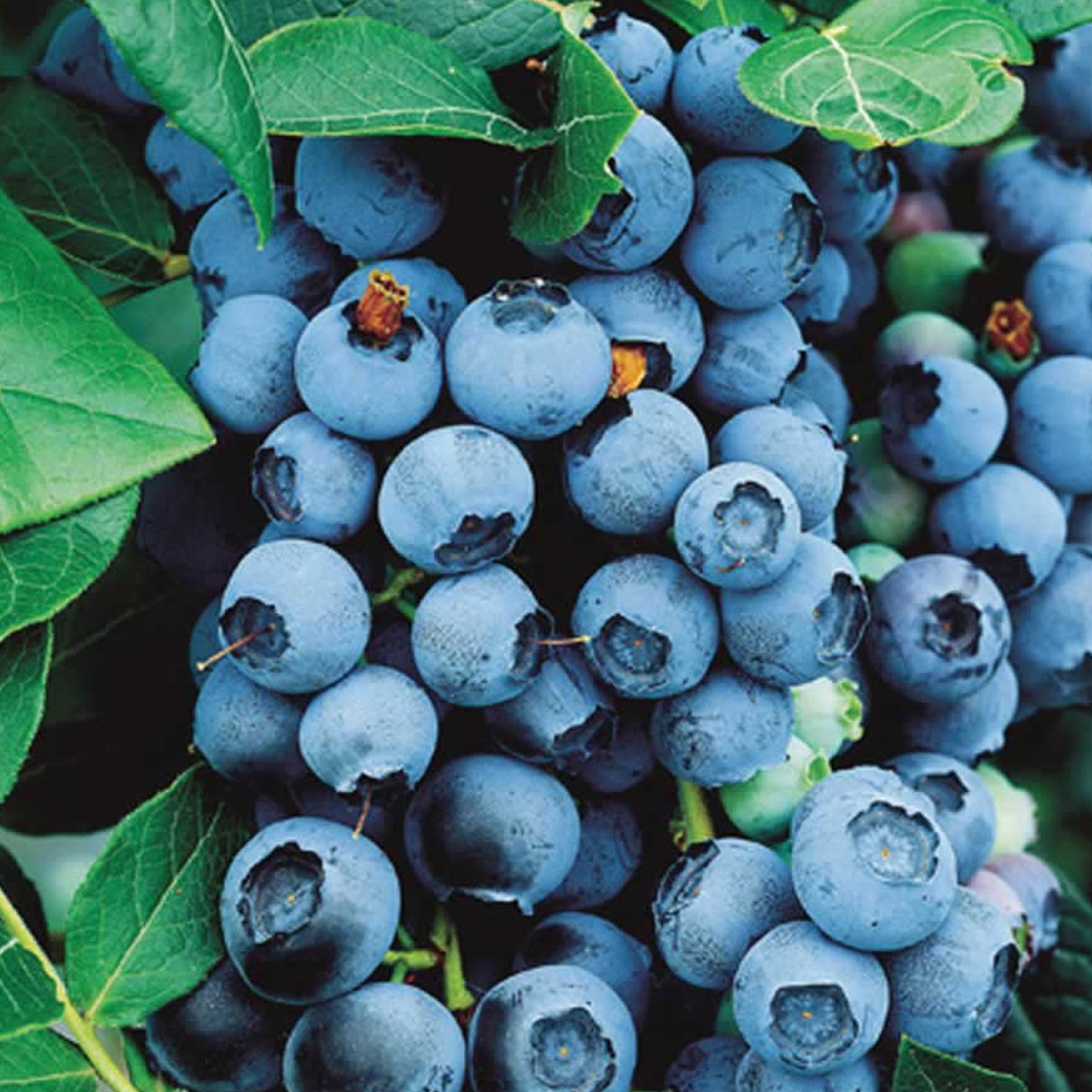 Blueberry Hortblue Petite