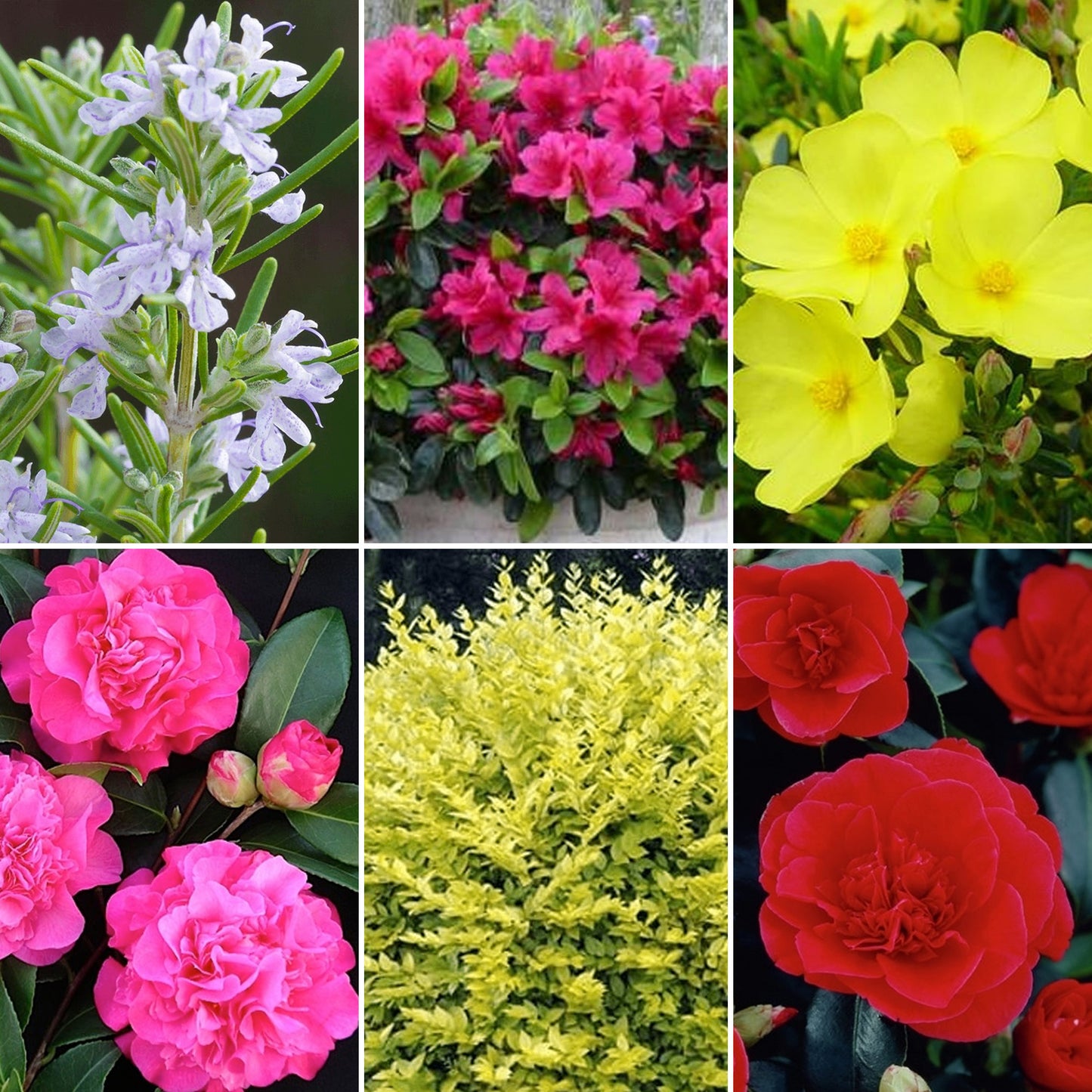 Evergreen Shrub Mix (9cm, Pack of 5)