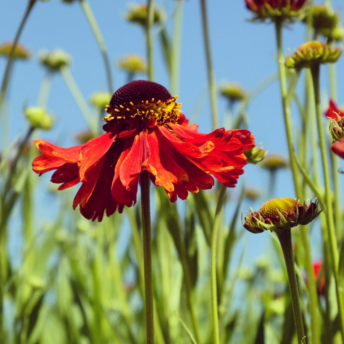 Helenium Moerheim Beauty
