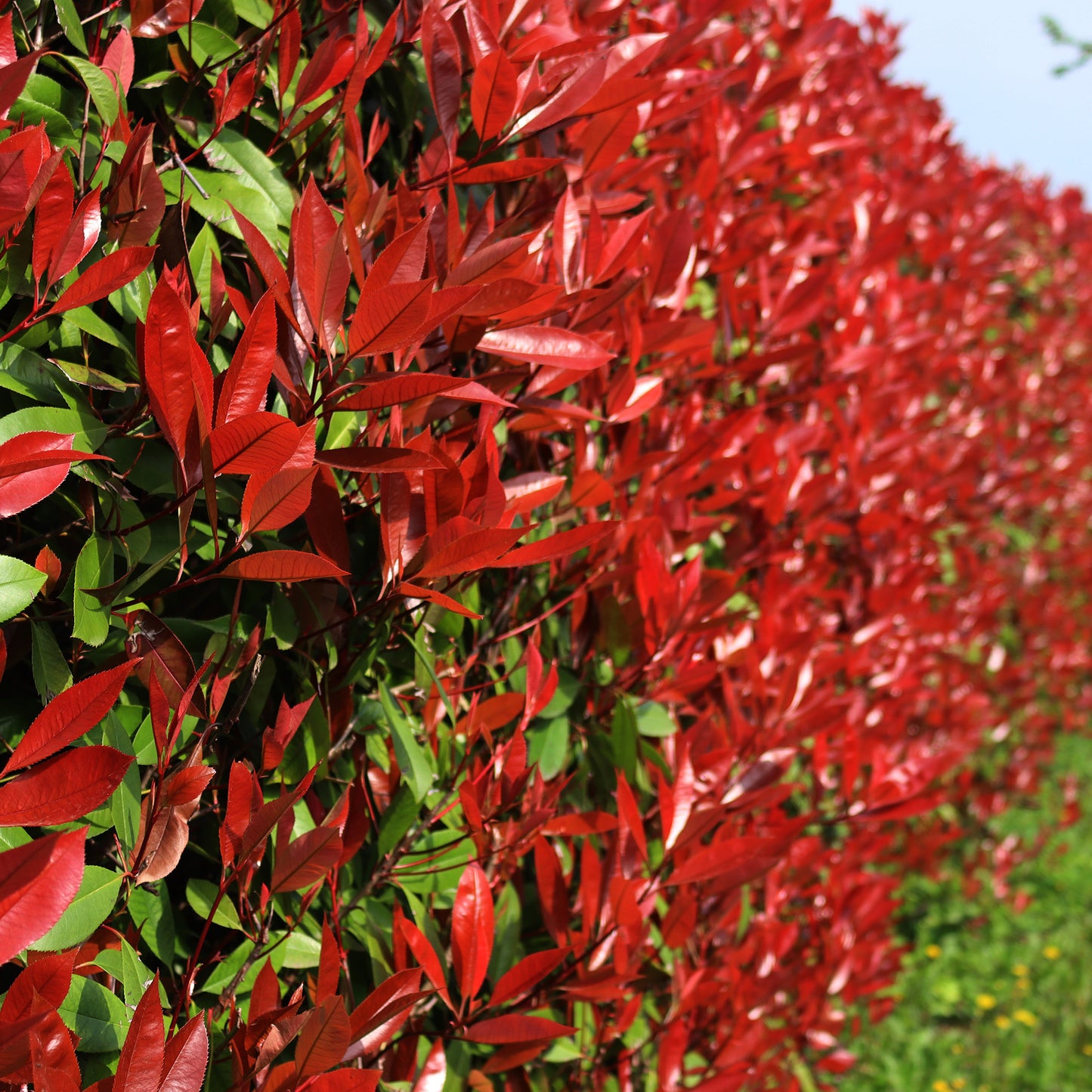 Photinia Red Robin (9cm)