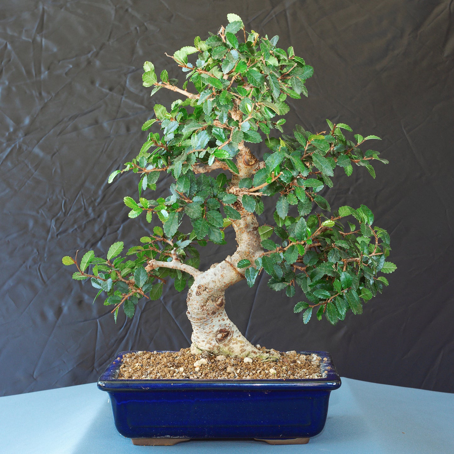 Bonsai Chinese Elm S-Shape (15cm V1)