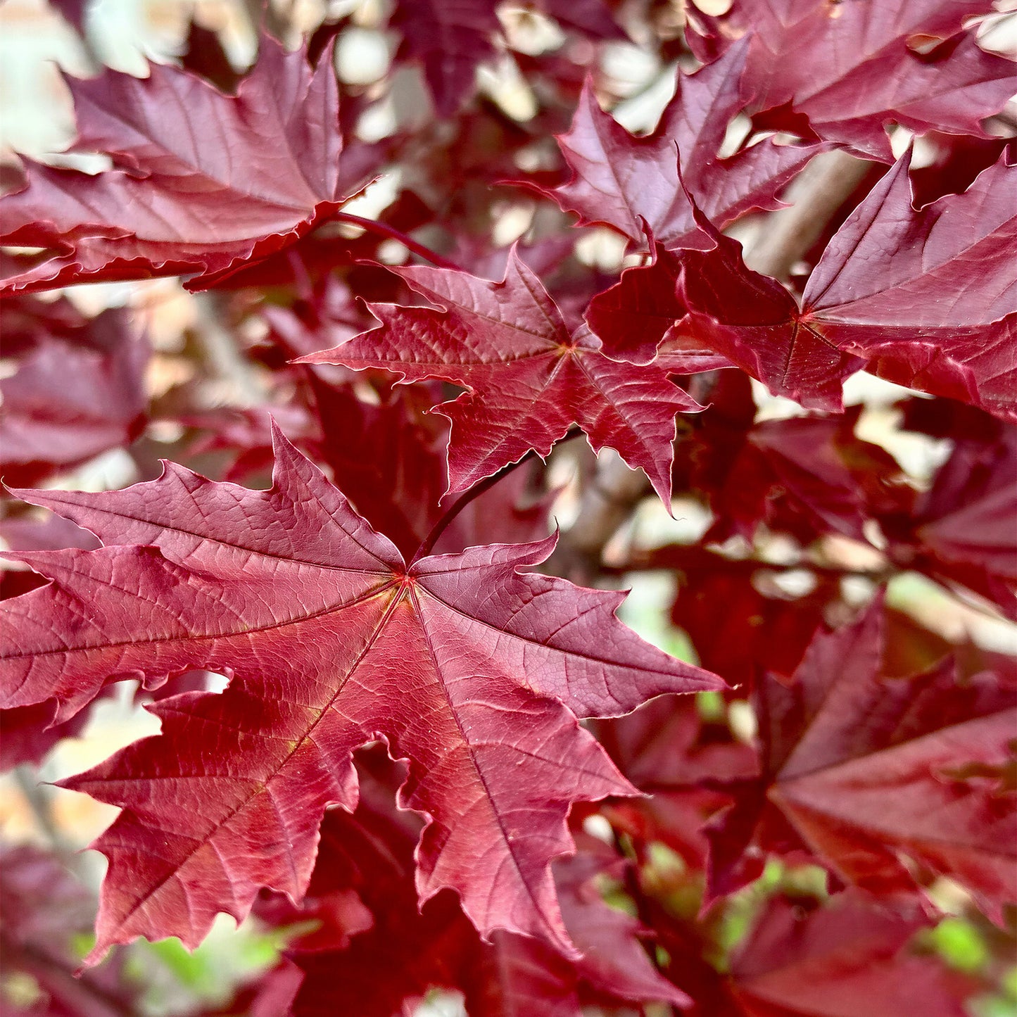 Acer Crimson Sentry Tree (12L, 5-6ft)
