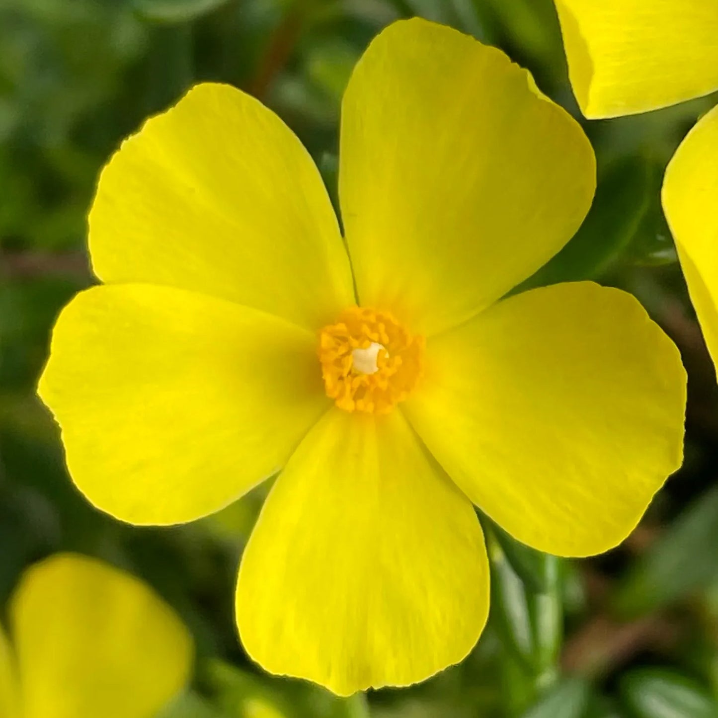 Halimium Libanotis (9cm)