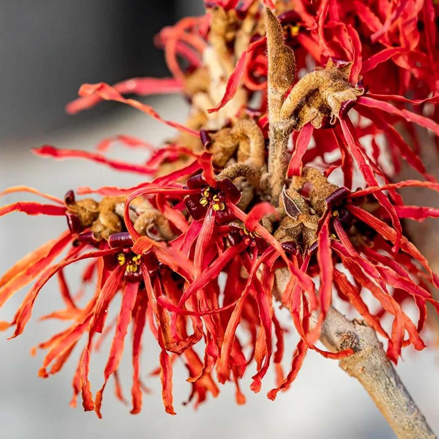 Hamamelis Feuerzauber