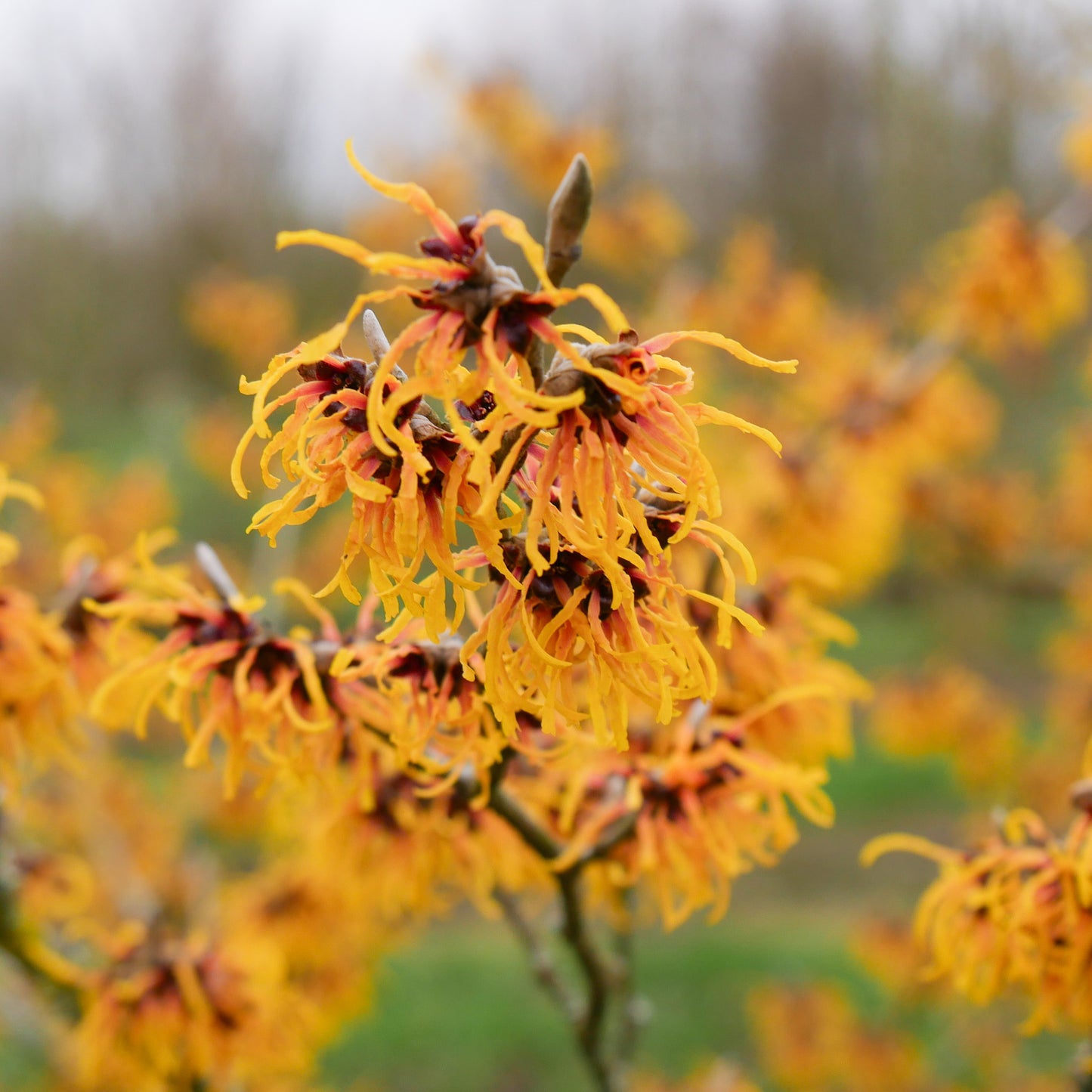 Hamamelis Orange Beauty